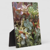 mehrfarbiger Kakteen Fotoplatte (Seite)