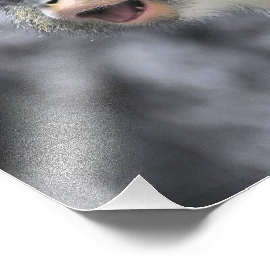 mehrfarbiger Wolf-Affe Fotodruck (Ecke)