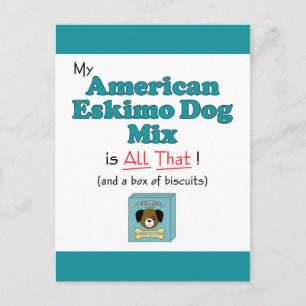 Mein amerikanischer Eskimo Hund ist alles, was! Postkarte