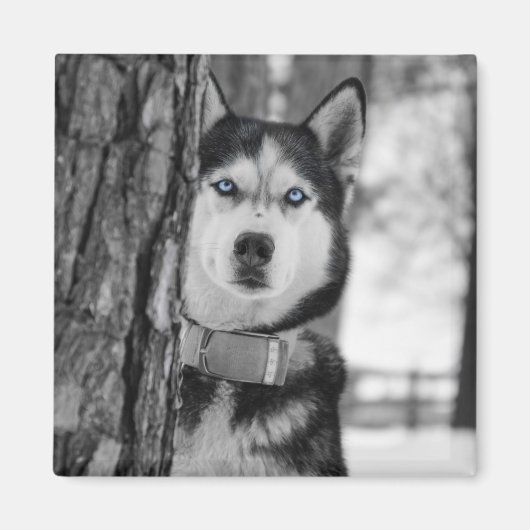 Mein Baby Blue Eyes Magnet (Vorne)