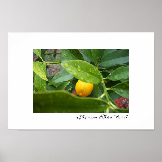Mein erster Kumquat von SRF Poster (Vorne)