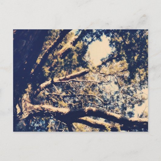 Mein Fave Tree Postkarte (Vorderseite)