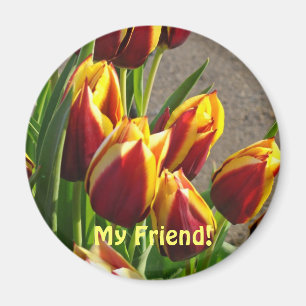 Mein Freund! Magnet Rot Gelbe Frühlings-Tulpen Blu