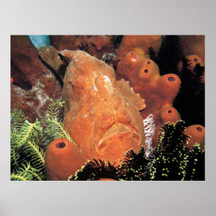 Mein Frogfisch Poster