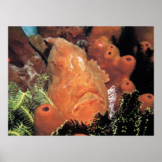 Mein Frogfisch Poster (Vorne)