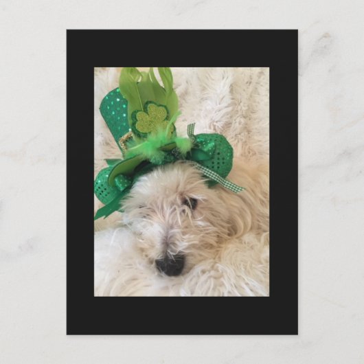 Mein Glück Hat Westie Postkarte (Vorderseite)