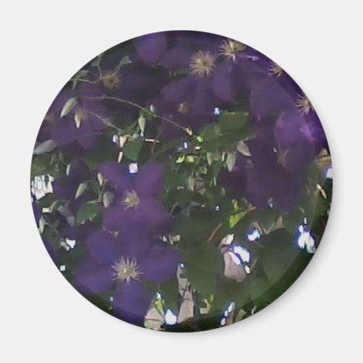 Mein Handy-Foto der Clematiker der Mama Magnet (Vorne)