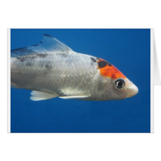 Mein Haustier Koi Fisch (Vorderseite (Horizontal))
