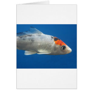 Mein Haustier Koi Fisch