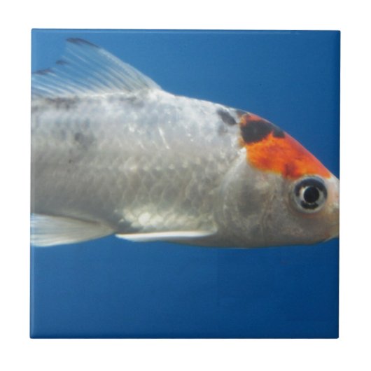 Mein Haustier Koi Fisch Fliese (Vorderseite)