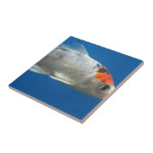 Mein Haustier Koi Fisch Fliese (Seite)