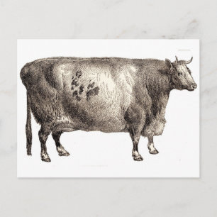 Mein Haustier Rind (Bulle oder Kuh) Postkarte