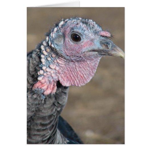 Mein Haustier Türkei (Vorne)