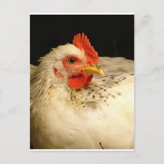 Mein Junge Postkarte (Vorderseite)