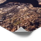 Mein Lieblingssänger Coon Hound Poster (Ecke)