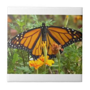 Mein Monarch Butterfly-Fliesen Fliese