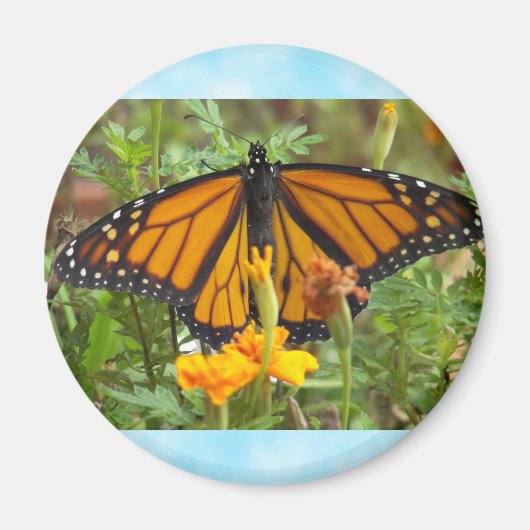 Mein Monarch Butterfly-Magnet Magnet (Vorne)