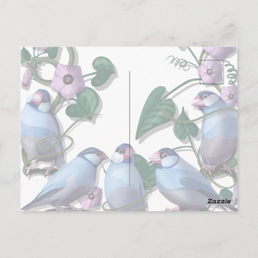 Mein morgendliches JAVA mit Java-Sperlingen Postkarte (Rückseite)