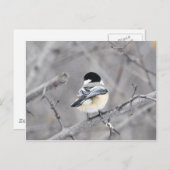 Mein neuer Wintermantel, glänzend! :) Postkarte (Vorne/Hinten)