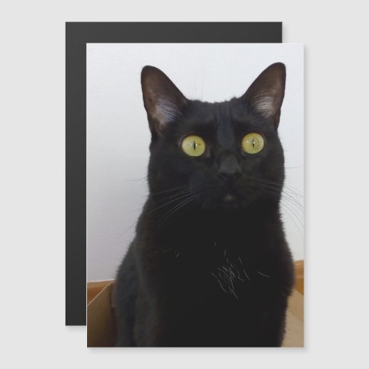 Mein Pan (Panther) Magnetkarte (Vorne/Hinten)