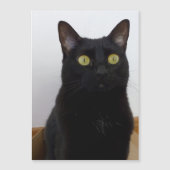 Mein Pan (Panther) Magnetkarte (Vorderseite)