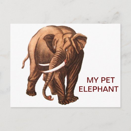 MEIN PET ELEPHANT POSTKARTE (Vorderseite)