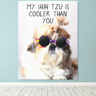 Mein Shih Tzu ist Cool als du Sonnenbrillen Foto Leinwanddruck