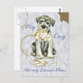 Mein Standard Schnauzer Ate mein Lektionsplan Postkarte (Vorne/Hinten)