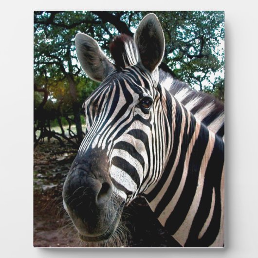 Mein trepper Freund Fotoplatte (Vorderseite)