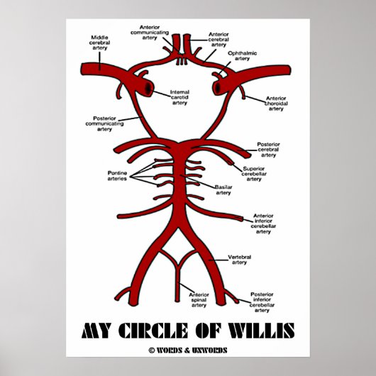 Mein Zirkel von Willis (anatomische Arterien) Poster (Vorne)