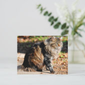 Meine Acorn Maine Coon Cat Postkarte (Stehend Vorderseite)
