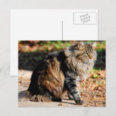 Meine Acorn Maine Coon Cat Postkarte (Vorne/Hinten)