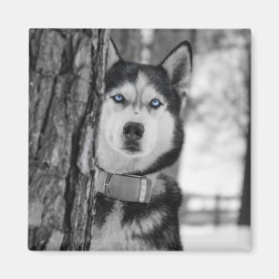 Meine Baby-Blau-Augen Magnet