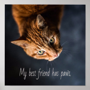 Meine beste Freundin hat Pfoten, Katze Kätzchen Ni Poster