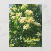 Meine Darling Postcard Postkarte (Vorderseite)