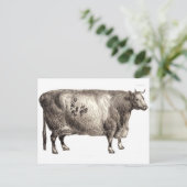 Meine Heimrinde (Bull oder Kuh) Postkarte (Stehend Vorderseite)