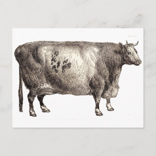 Meine Heimrinde (Bull oder Kuh) Postkarte (Vorderseite)