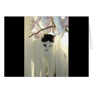 Meine Hübsche Kitty