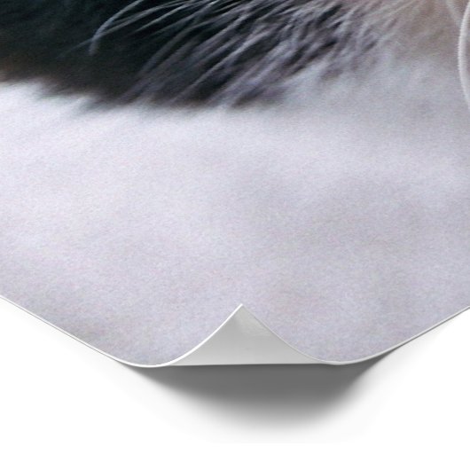 Meine Katze Poster (Ecke)