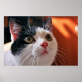 Meine Katze Poster (Vorne)