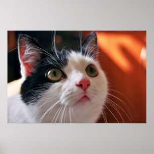 Meine Katze Poster