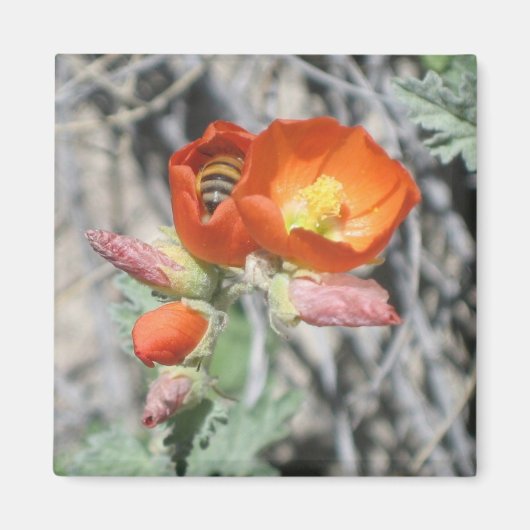 Meine kleine Honigbiene Magnet (Vorne)