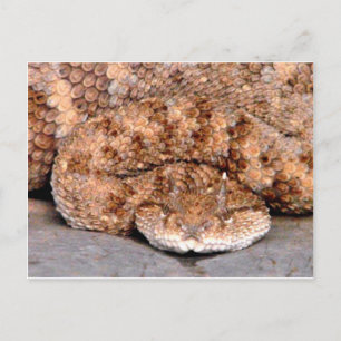 Meine kleine Viper Postkarte
