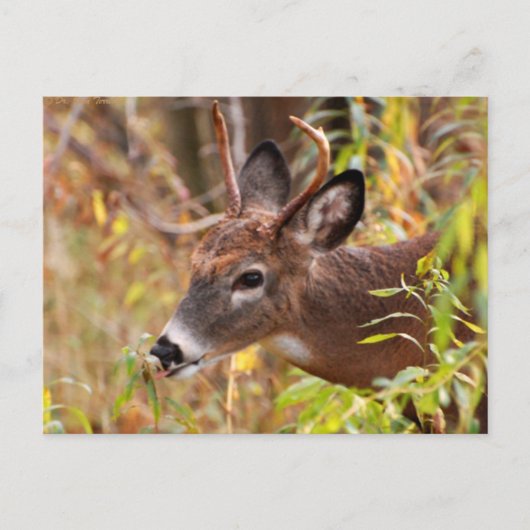 Meine kleine Zunge, Caught! Postkarte (Vorderseite)