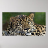 Meine letzten Tage auf Erden... Poster (Vorne)