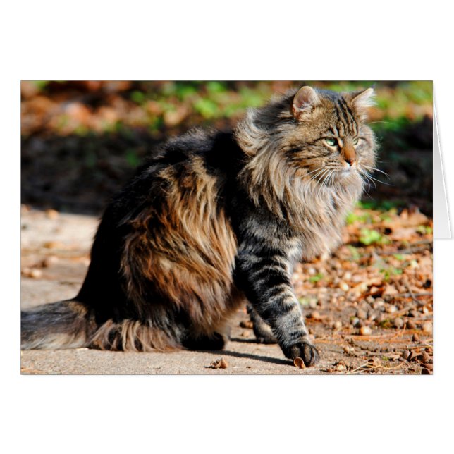 Meine Maine Coon Cat Card (Vorderseite (Horizontal))