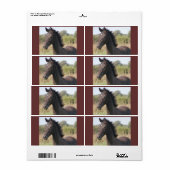 Meine neue Pony (Vorne)