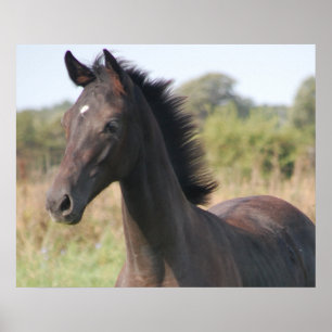 Meine neue Pony Poster