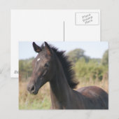 Meine neue Pony Postkarte (Vorne/Hinten)