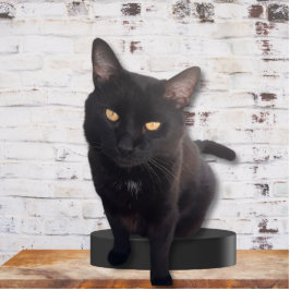 Meine Niedliche Katze Fotoskulptur